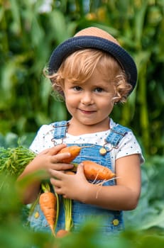 A child harvests carrots and beets in the garden. Selective focus. Nature.