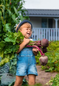 A child harvests carrots and beets in the garden. Selective focus. Nature.