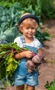 A child harvests carrots and beets in the garden. Selective focus. Nature.