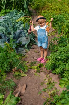 A child harvests carrots and beets in the garden. Selective focus. Nature.