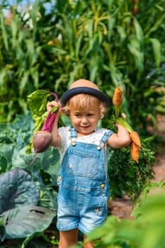 A child harvests carrots and beets in the garden. Selective focus. Nature.