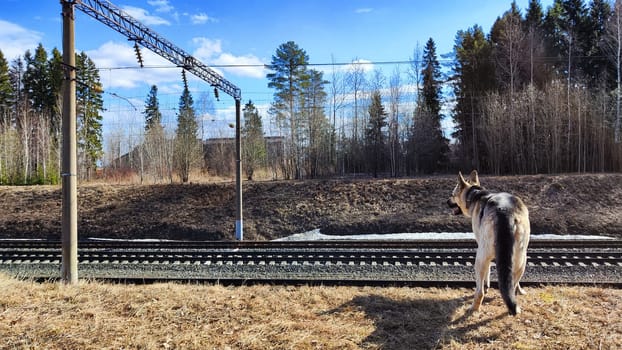 Dog German Shepherd near railway. Russian eastern European dog veo next to rails and sleepers. Military or police dog guards protects the territory from terrorists during war of Ukraine and Russia