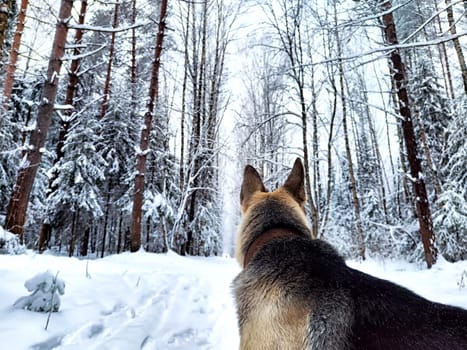 Dog German Shepherd in forest or in park in a winter day and white snow arround. Waiting eastern European dog veo and white snow