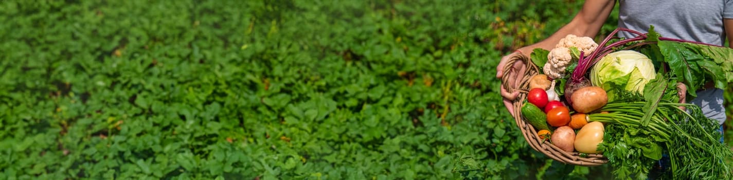 A man farmer harvests vegetables in the garden. Selective focus. Food.