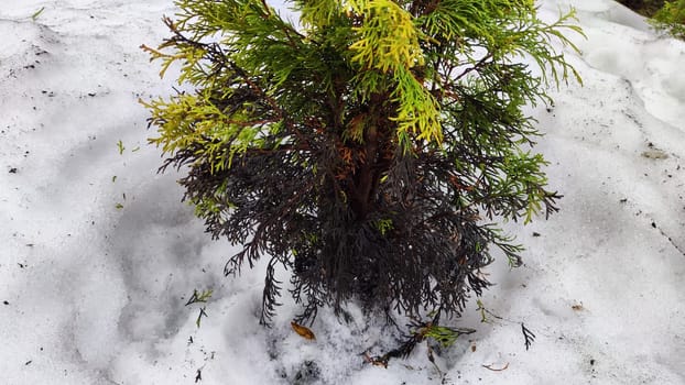 Little sick thuja cypress. Evergreen tree in the yard in early spring or winter with dead black branches. Plants in the garden after winter