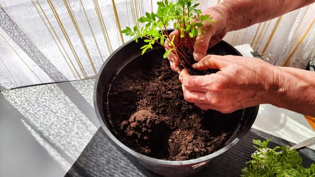 Planting marigold flowers in a pot. Reproduction of plants in spring. Young flower shoots and greenery for the garden. The hands of elderly woman, bucket of earth, green bushes and twigs with leaves