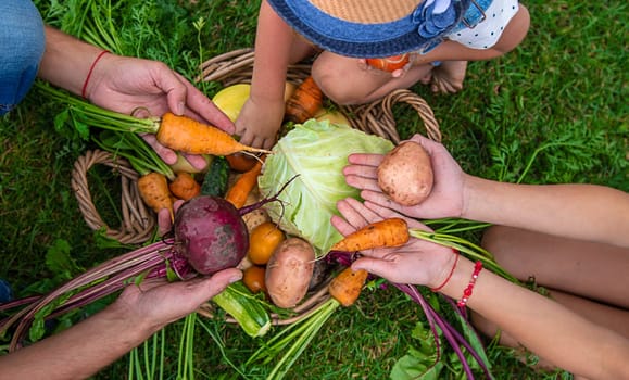 A family harvests vegetables in the garden. Selective focus. Food.