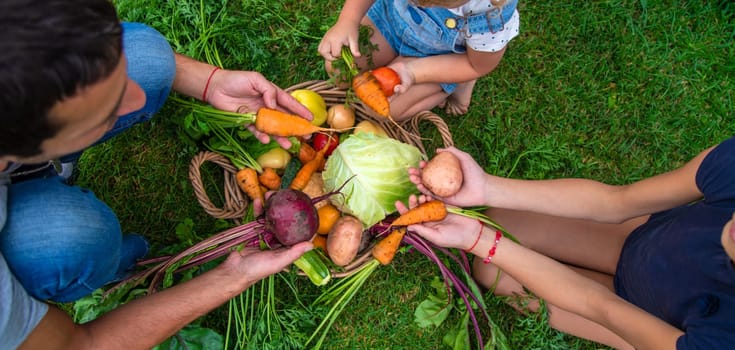 A family harvests vegetables in the garden. Selective focus. Food.