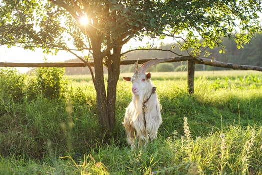 Old horned bearded white goat looks at the camera, in meadow, rural landscape, nature background