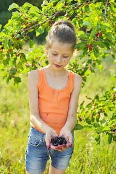 Ripe mulberries berries in hand of little girl, child on nature near tree with mulberry crop, vitamins organic healthy food in summer season