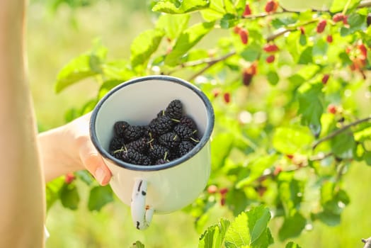 Girl with crop of berries in mug, mulberry tree in summer garden. Tasty sweet natural berries rich in vitamins.