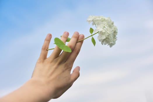 Female hand holding white hydrangea flower on background of blue sky in clouds.