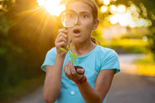 A child looks at a plant in his hands with a magnifying glass. Selective focus. Kid.