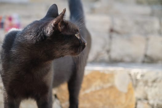 Beautiful adult black male cat, street predator with injured ear, copy space.