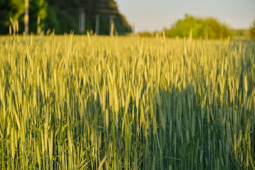 Agricultural field of green wheat, spring summer season. Background sky, nature, sunset, golden hour, copy space