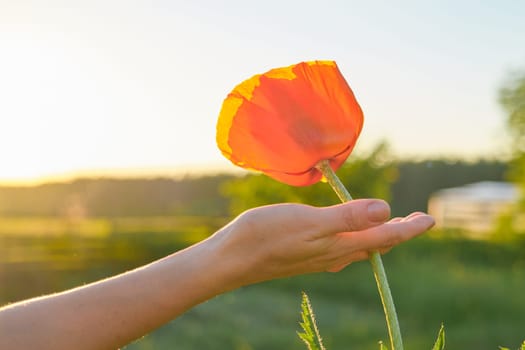 One red poppy flower in woman hand, background green nature, sky, sunset, golden hour, copy space