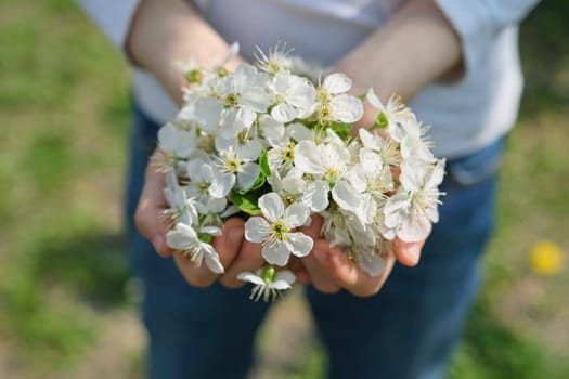 Hello spring, Happy Mothers Day. Blooming white cherry in hands of girl, close-up, outdoor