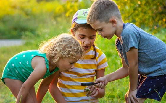 Children look through a magnifying glass together at the plants in the garden. Selective focus. Kid.