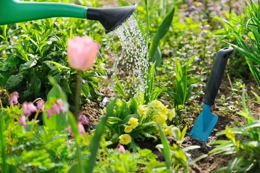 Spring flowers in flowerbed in garden, planting and watering from watering can plants, primroses, tulips