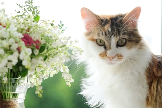 Springtime, domestic fluffy cat and bouquet of spring flowers lilies of the valley in vase on window