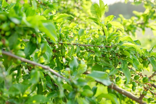 Plum fruit on the tree, spring season beginning of summer in the garden, green natural texture background