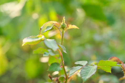 Young spring bush of roses with buds. Ants carrying aphids on plant, close-up of insects aphid pests on young branches