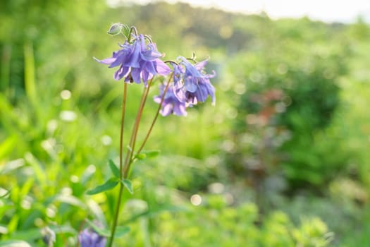 Blue violet bluebell flower aquilegia, columbine, catchment. Green grass in the meadow, spring texture background