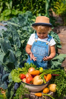 A child harvests vegetables in the garden. Selective focus. Food.