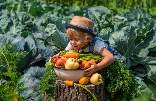 A child harvests vegetables in the garden. Selective focus. Food.