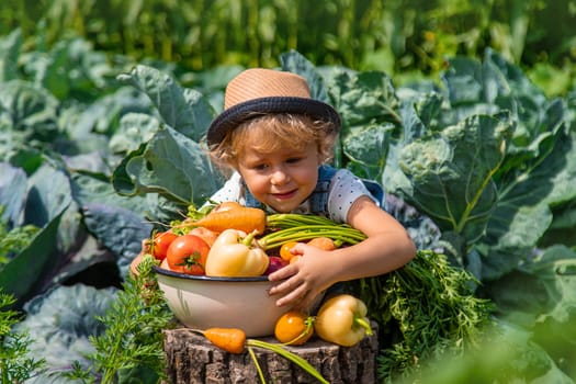 A child harvests vegetables in the garden. Selective focus. Food.