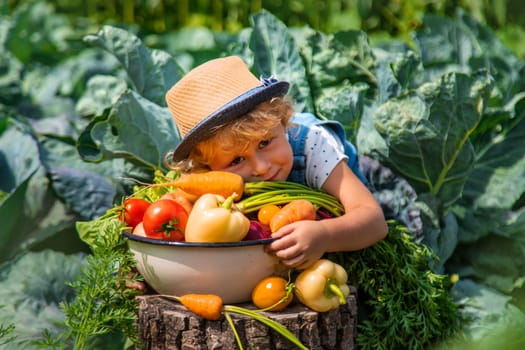 A child harvests vegetables in the garden. Selective focus. Food.