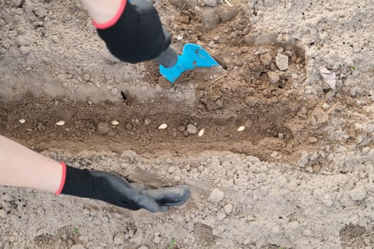 Spring planting seeds of pumpkin seed. Close up of woman hand in gloves with garden tools working with ground