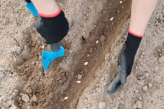 Springtime spring seasonal work, planting in cultivated soil of pumpkin seed, working gardener hands in gloves with garden tools