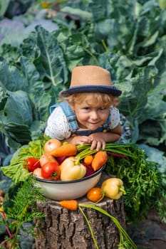 A child harvests vegetables in the garden. Selective focus. Food.