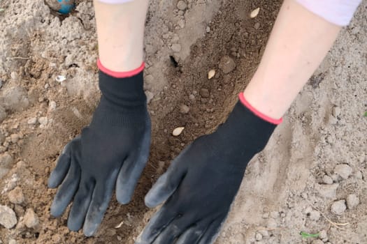 Spring planting seeds of pumpkin seed. Close up of woman hand in gloves with garden tools working with ground