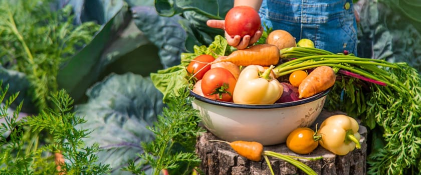 A child harvests vegetables in the garden. Selective focus. Food.