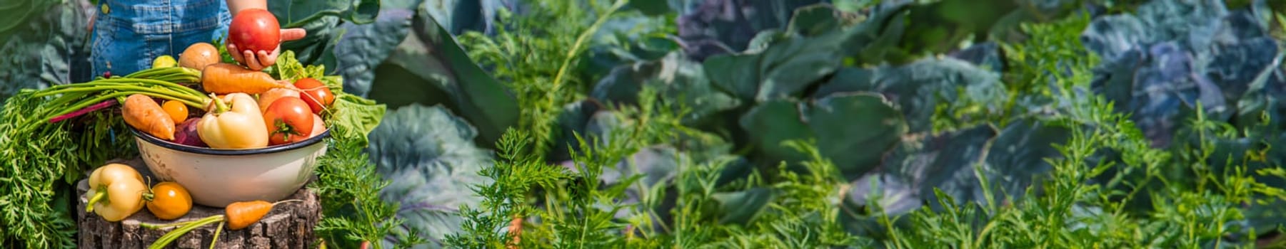 A child harvests vegetables in the garden. Selective focus. Food.