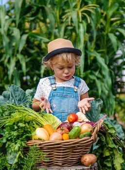 A child harvests vegetables in the garden. Selective focus. Food.