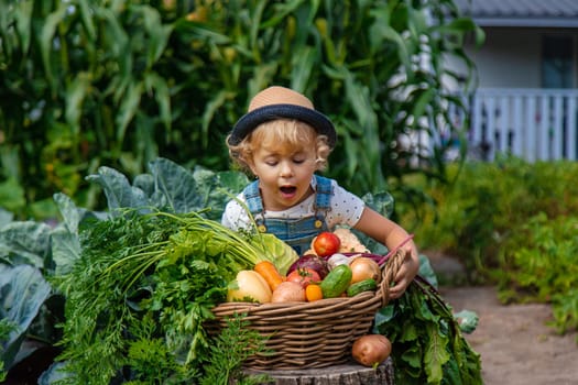 A child harvests vegetables in the garden. Selective focus. Food.