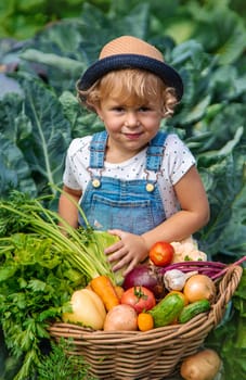 A child harvests vegetables in the garden. Selective focus. Food.