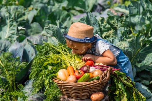 A child harvests vegetables in the garden. Selective focus. Food.