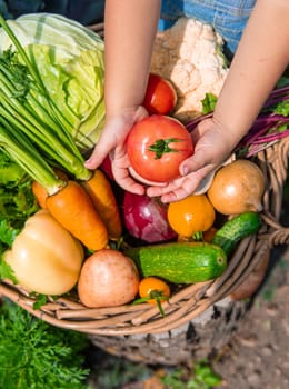 A child harvests vegetables in the garden. Selective focus. Food.