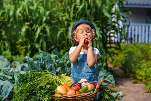 A child harvests vegetables in the garden. Selective focus. Food.