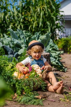 A child harvests vegetables in the garden. Selective focus. Food.