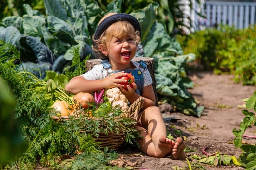 A child harvests vegetables in the garden. Selective focus. Food.