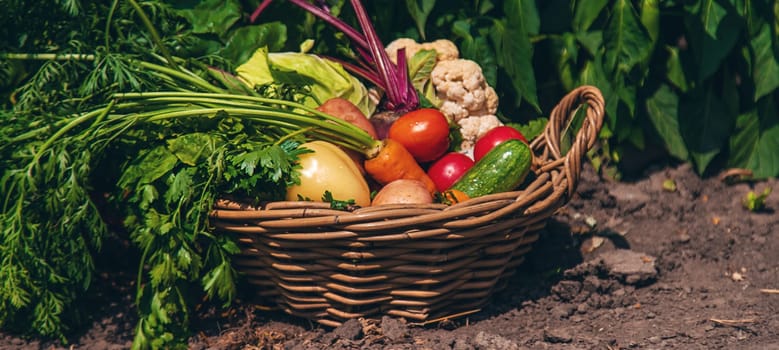 harvest of vegetables in the garden. Selective focus. Food.