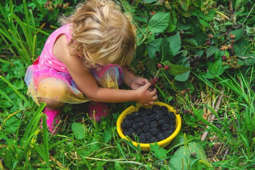 A child in the garden eats blackberries. Selective focus. Kid.