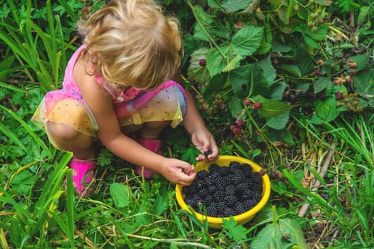 A child in the garden eats blackberries. Selective focus. Kid.