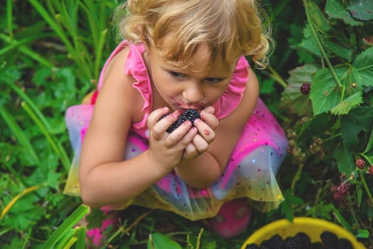 A child in the garden eats blackberries. Selective focus. Kid.