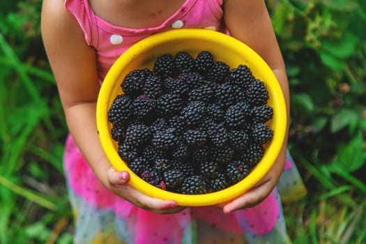 A child in the garden eats blackberries. Selective focus. Kid.